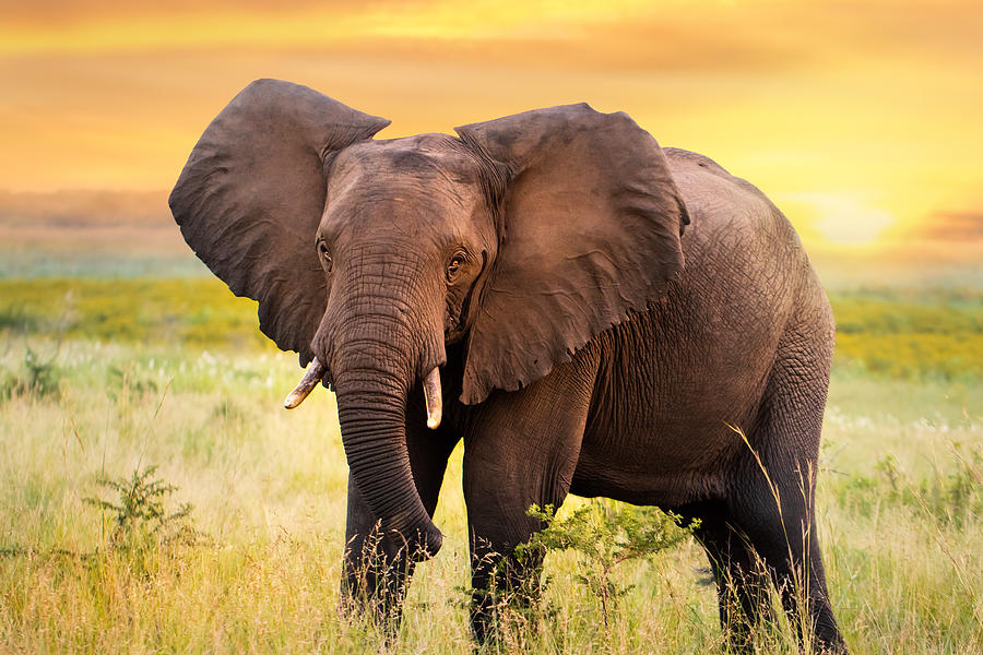 African elephant standing in grassland at sunset. Photograph by Karelnoppe