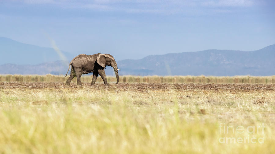 African elephant walking across the dry grassland of Amboseli, K Photograph by Jane Rix