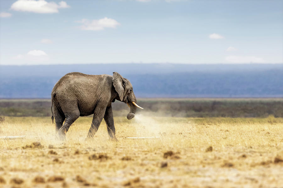 Wildlife Photograph - African Elephant Walking and Dusting by Good Focused