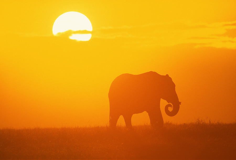 African elephant walking at sunset , Kenya , Africa Photograph by Comstock Images