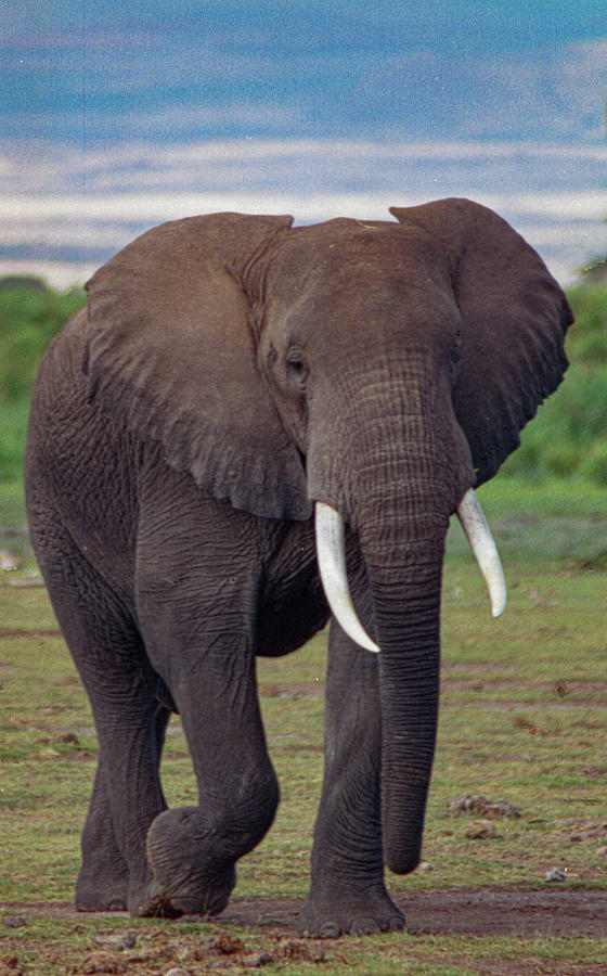 African Elephant Walking Photograph by Bonnie Colgan