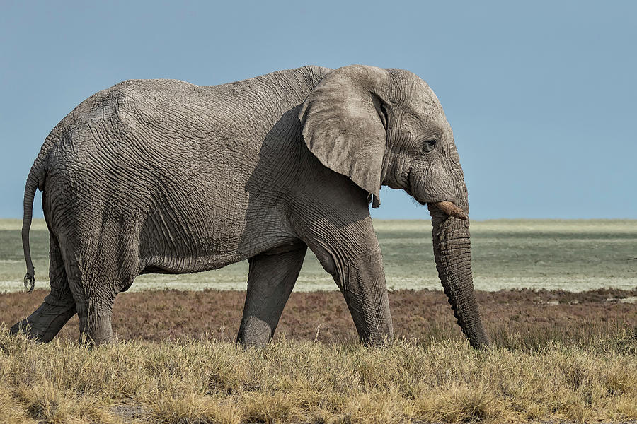 African Elephant Walking with Etosha Pan Behind It, No. 1 Photograph by Belinda Greb