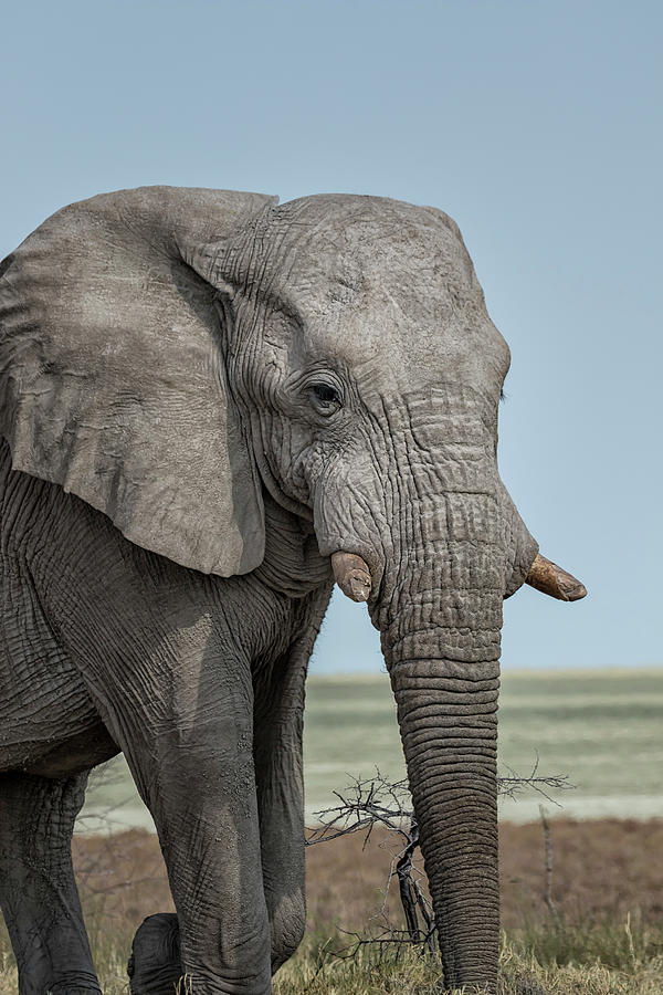 African Elephant Walking with Etosha Pan Behind It, No. 2 Photograph by Belinda Greb