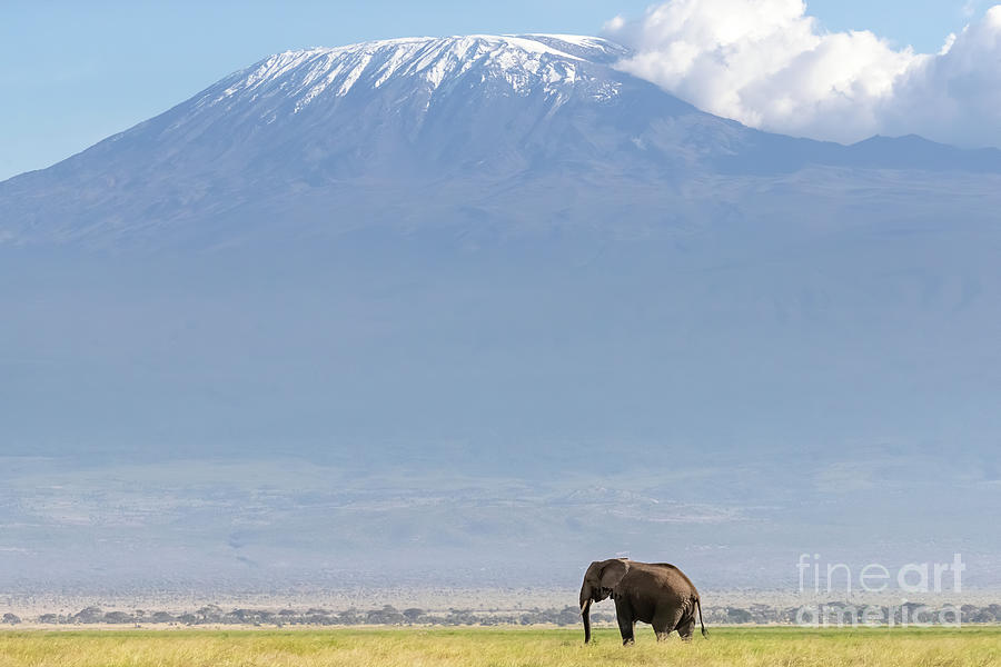 African elephant walks across the grassland of Amboseli National park, Kenya. A snow covered Mount Kilimajaro can be seen in the background. Photograph by Jane Rix