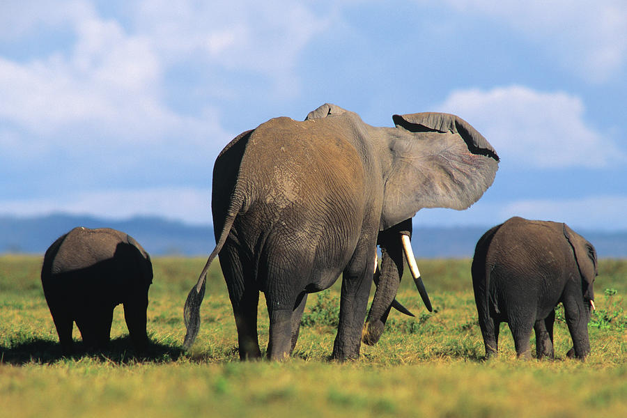 Wildlife Photograph - African elephants, Amboseli National Park, Kenya by Tim Fitzharris