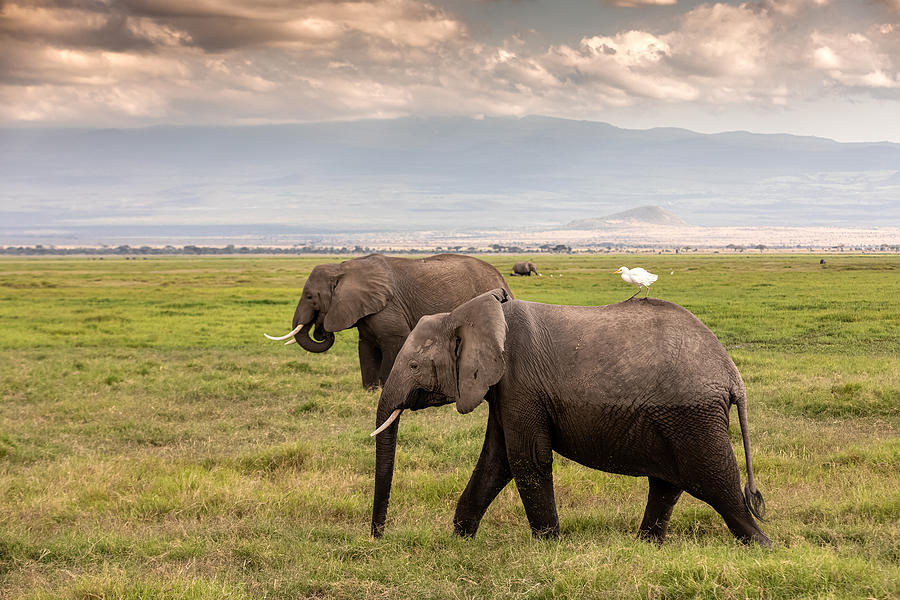 African Elephants at wild with Cattle Egret Photograph by Ayzenstayn