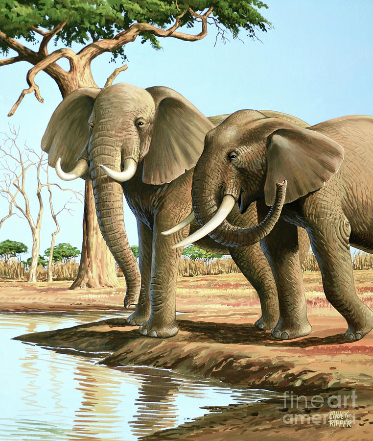 African Elephants Painting by Chuck Ripper