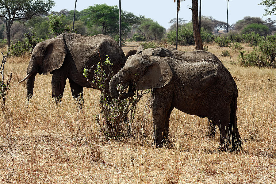 African Elephants Eating Photograph by Sally Weigand