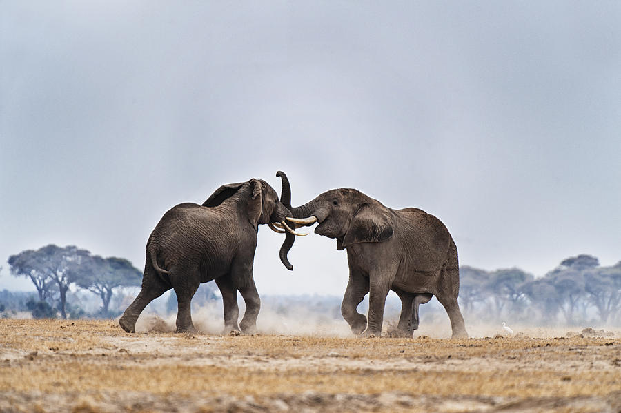 African Elephants fighting Photograph by Mike Hill