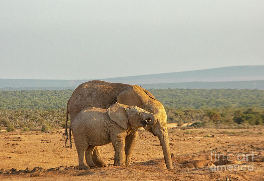 African elephants, mother and son ,  drinking at sunset Photograph by Patricia Hofmeester