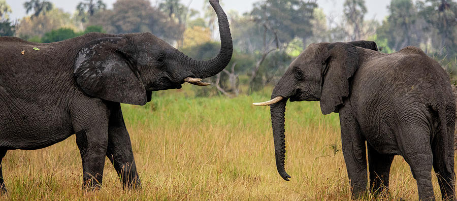 African Elephants Photograph by Neal Ortenberg