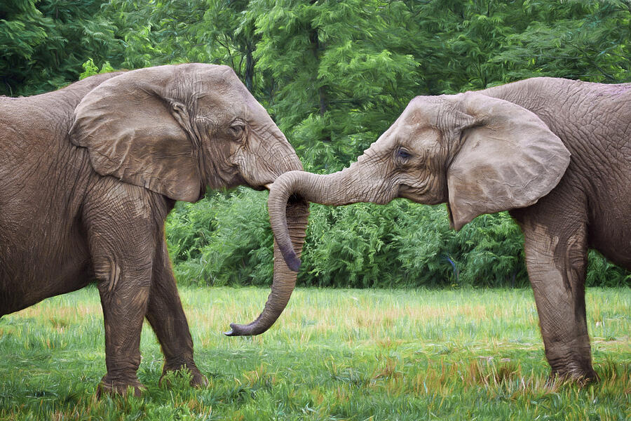 African Elephants Photograph by Nikolyn McDonald