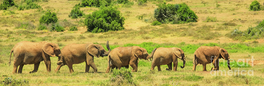 African Elephants Panorama Digital Art by Benny Marty