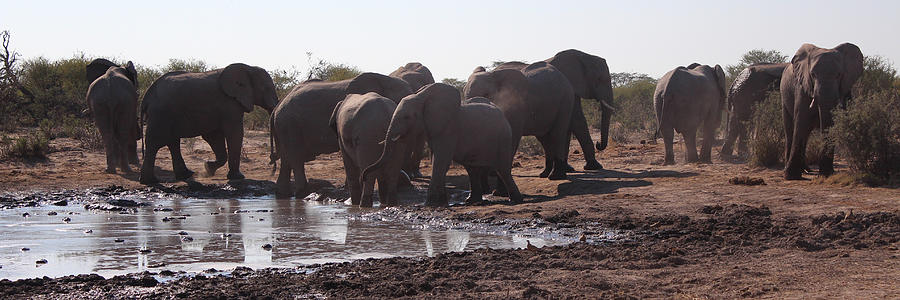 African elephants standing around a watering hole in Botswana Photograph by Bonodo
