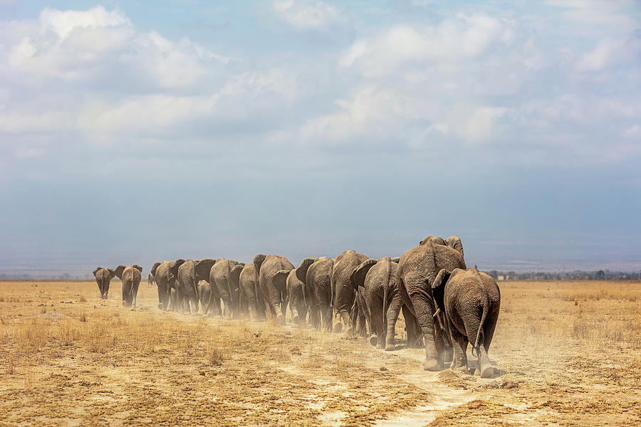 Wildlife Photograph - African Elephants Walking Away in a Line by Good Focused