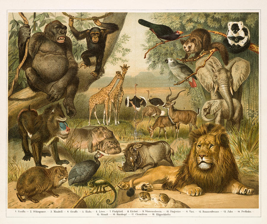 African fauna lithograph 1896 Drawing by Thepalmer