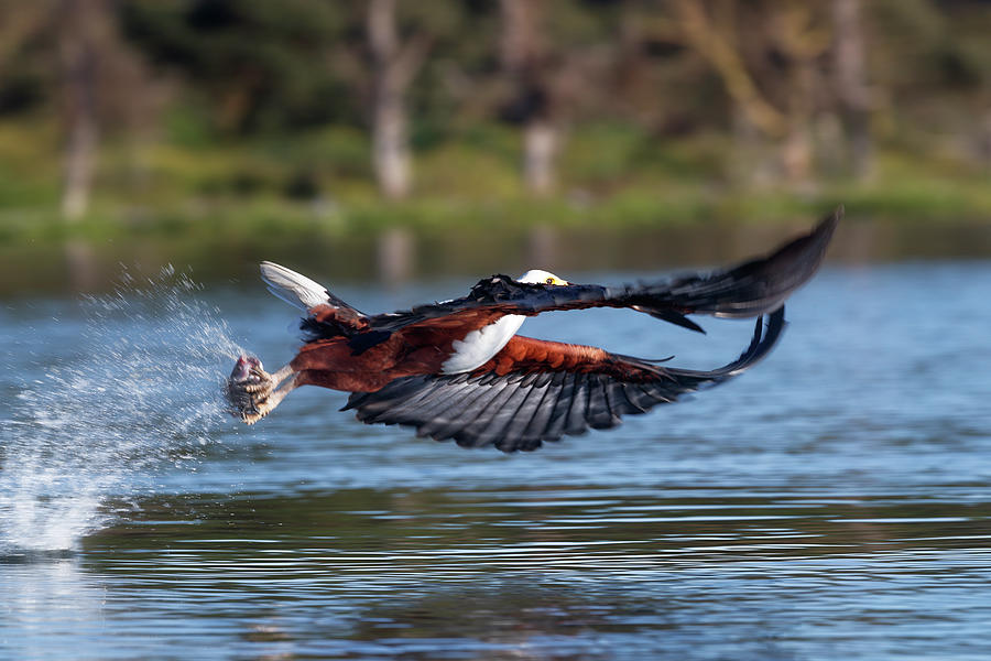 African fish eagle focus Photograph by Murray Rudd