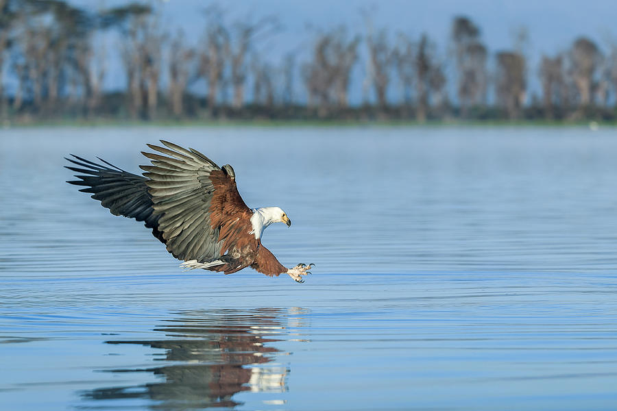 African fish eagle hunting Photograph by Murray Rudd