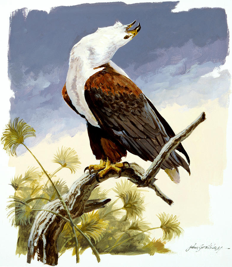 African Fish Eagle II Painting by John Swatsley