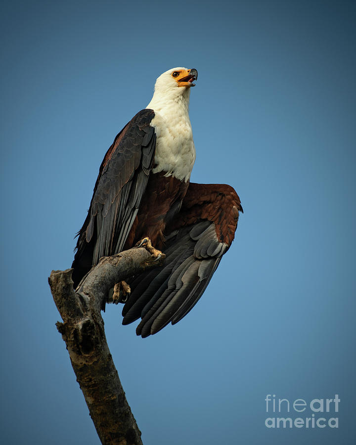 Queen Elizabeth National Park Photograph - African Fish Eagle by Jamie Pham