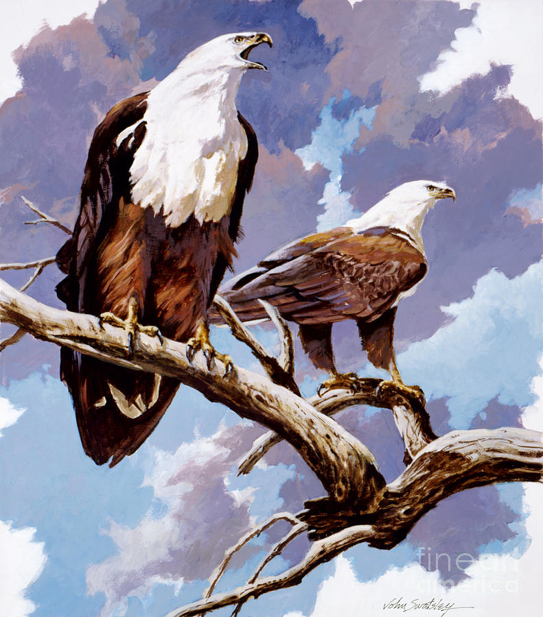African Fish Eagle Painting by John Swatsley