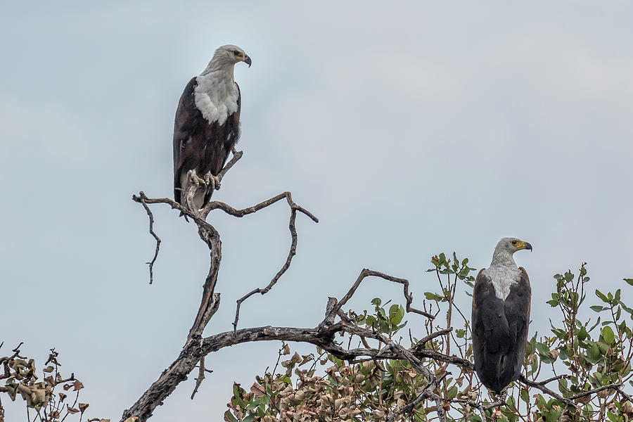 African Fish Eagle Mates Photograph by Belinda Greb