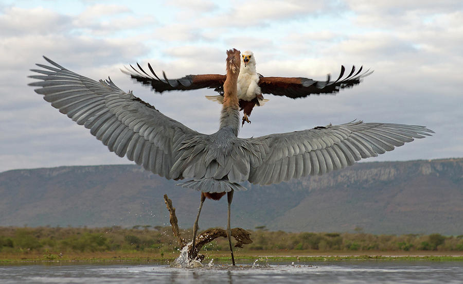 African Fish Eagle vs. Goliath Heron Photograph by Max Waugh
