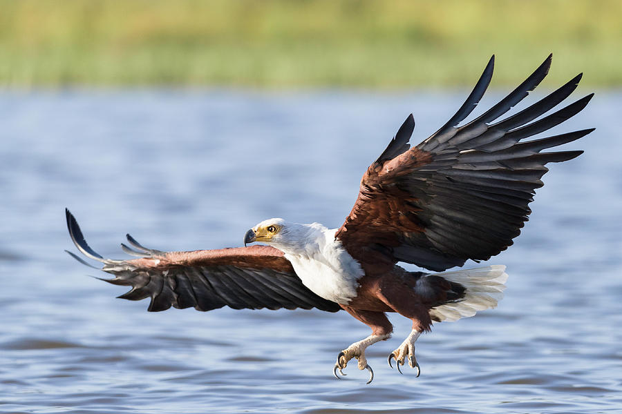 African fish eagle with talons extended Photograph by Murray Rudd