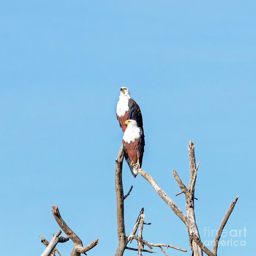 African Fish Eagles perched on a dead tree against blue sky, in Lake Naivasha, Kenya. A freshwater bird found through sub-Saharan Africa Photograph by Jane Rix
