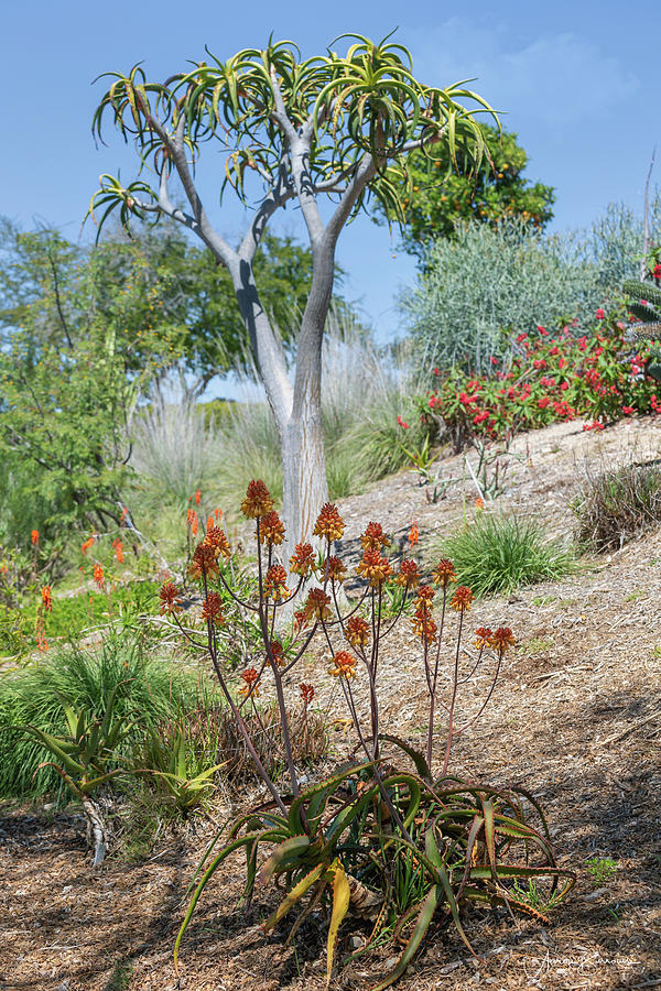 African Flora Photograph by Aaron Burrows - Fine Art America