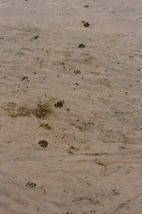 Lion Footprints Photograph by Karen Zuk Rosenblatt