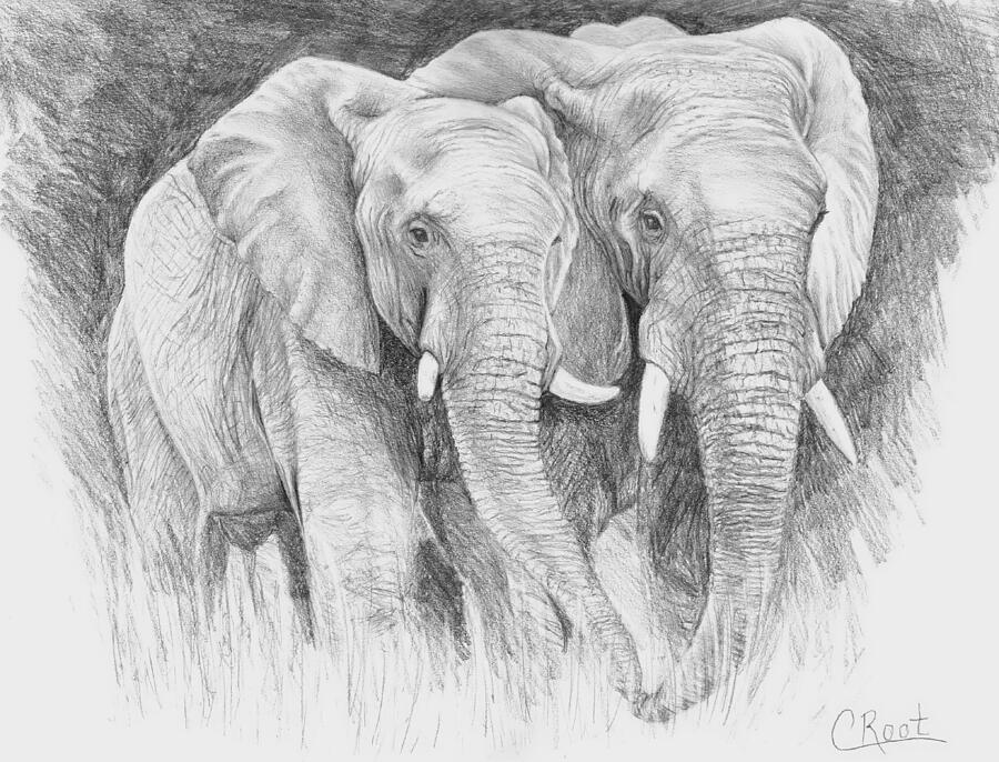 African Forest Elephants Drawing by Carolyn Root - Fine Art America