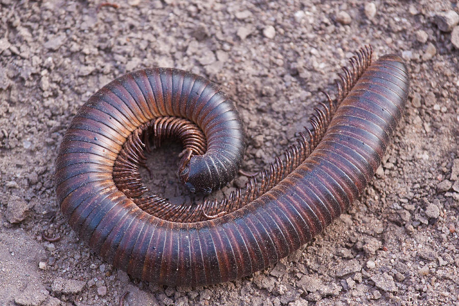 African Giant Millipede Photograph by Robert Muckley
