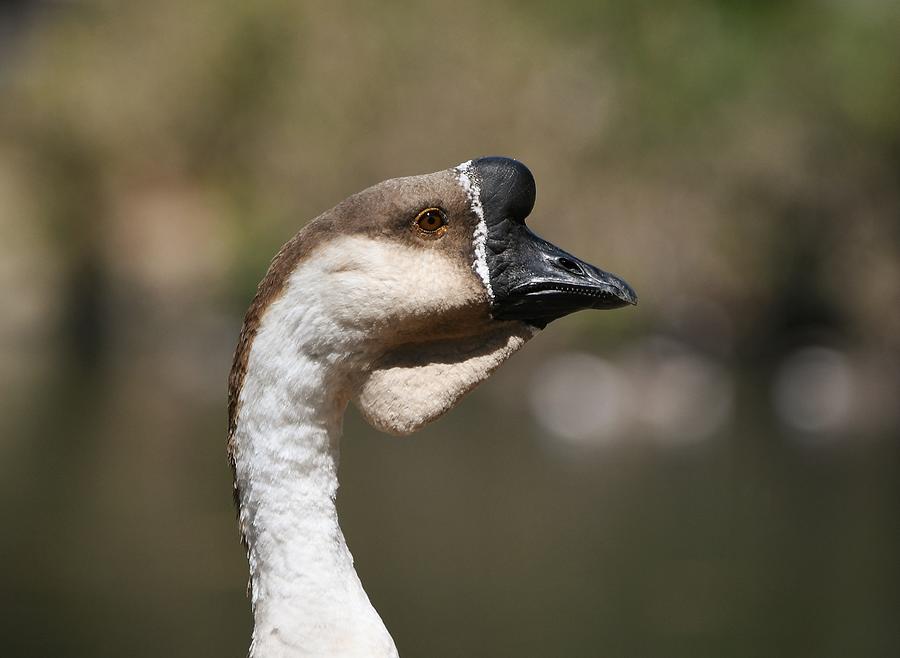 African Goose Photograph by Fraida Gutovich