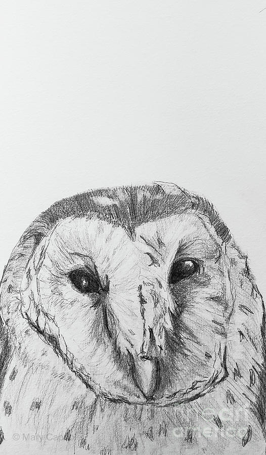 African Grass Owl Drawing by Mary Capriole