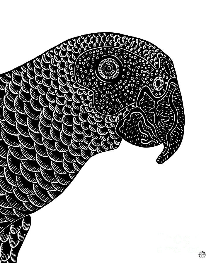 African Gray Parrot. Wild Animal Ink 41 Drawing by Amy E Fraser