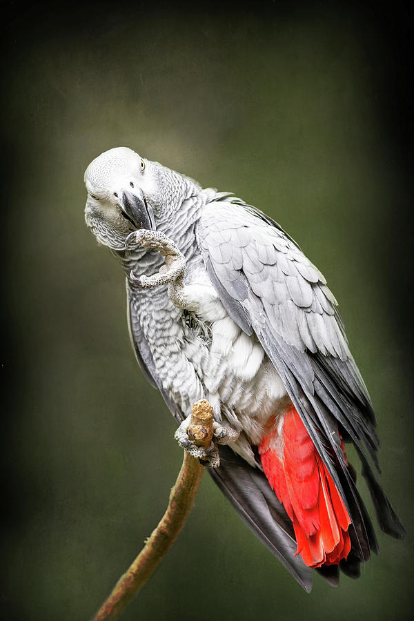 African Gray Photograph by Richard Macquade