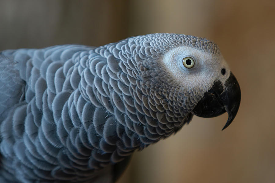 blue african grey