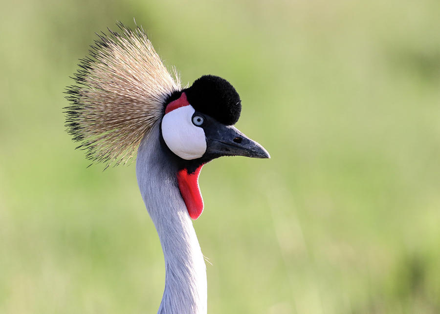 African Grey-Crowned Crane Photograph by Brian M Lumley - Fine Art America