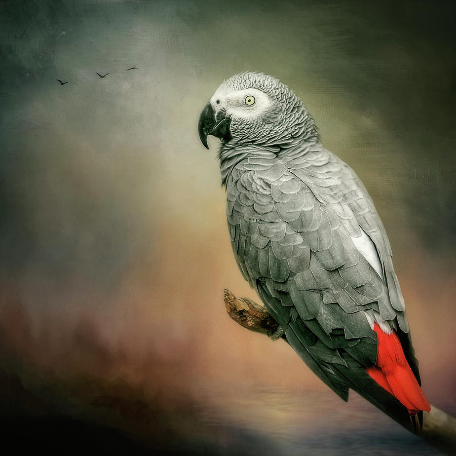 African Grey Digital Art by Maggy Pease