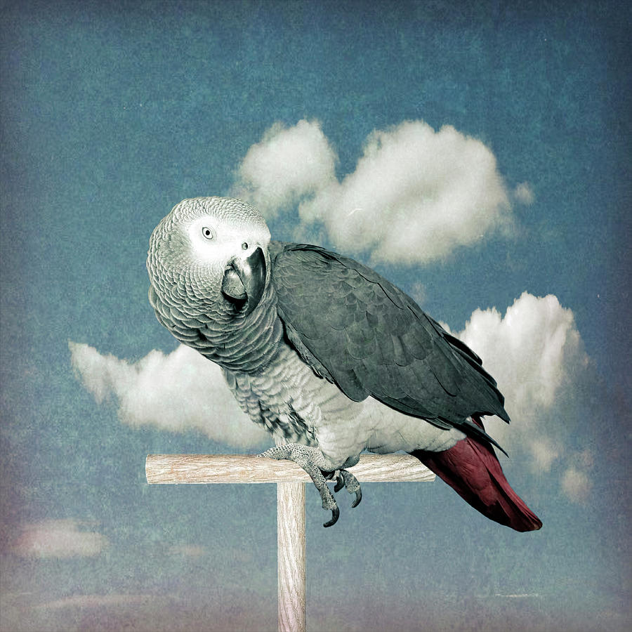 African Grey Parrot against the sky Digital Art by Michele Cornelius