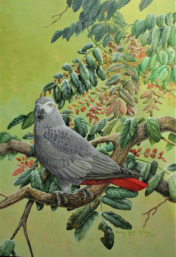 African Grey Parrot Painting by Barry Kent MacKay