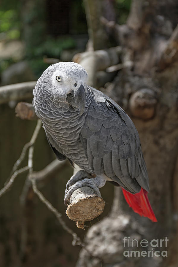 African Grey Parrot Photograph by Elaine Teague