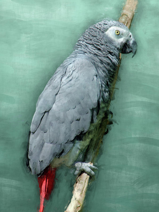 African Grey Parrot Painting by Flo Karp