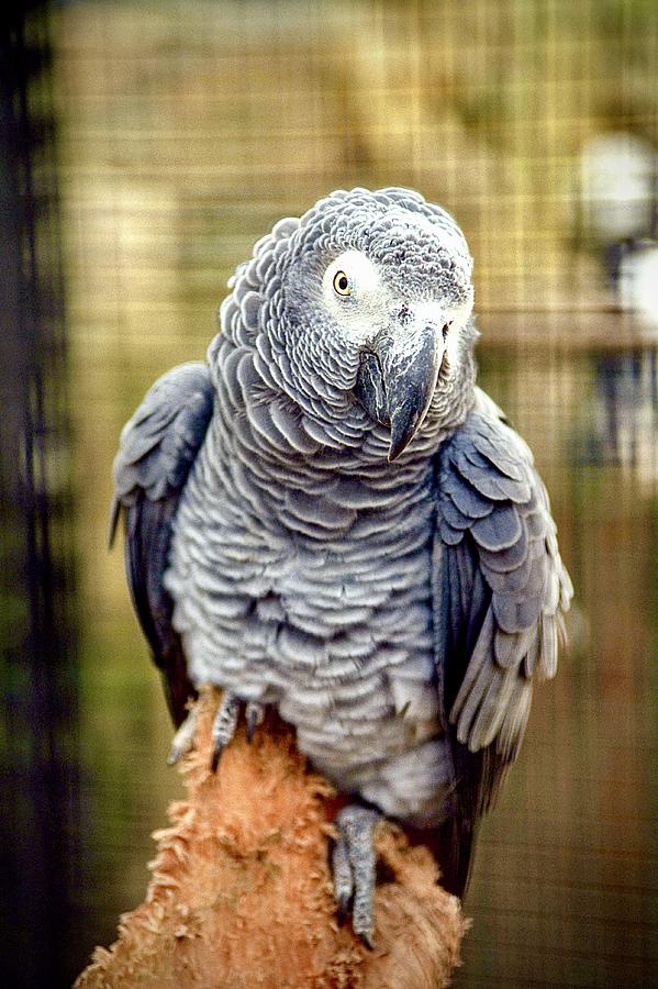 African Grey Parrot Photograph by Gordon James
