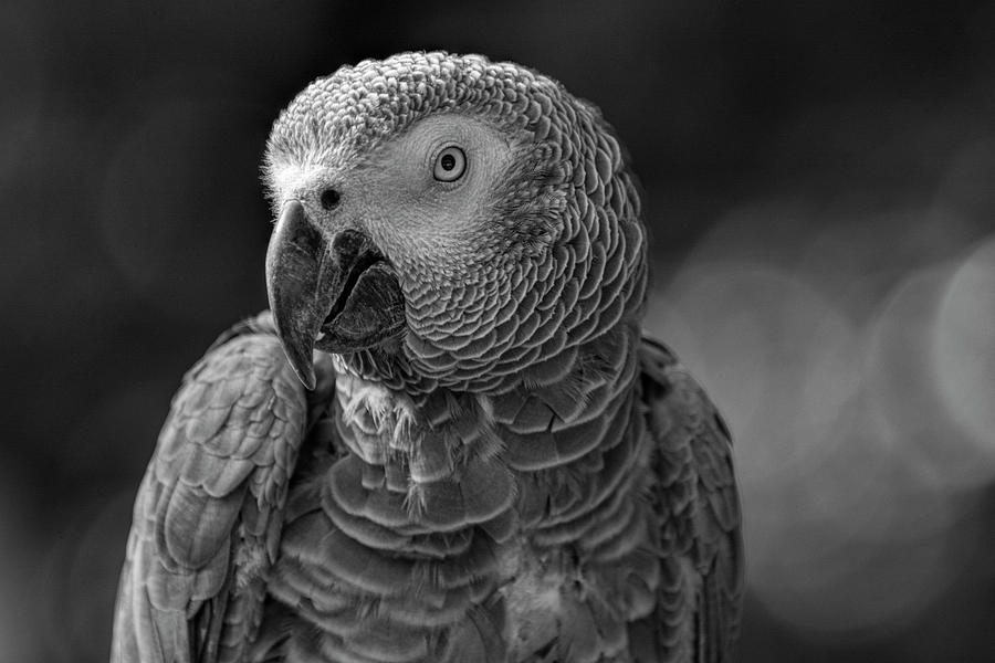African Grey Parrot in Black and White Photograph by Carolyn Hutchins