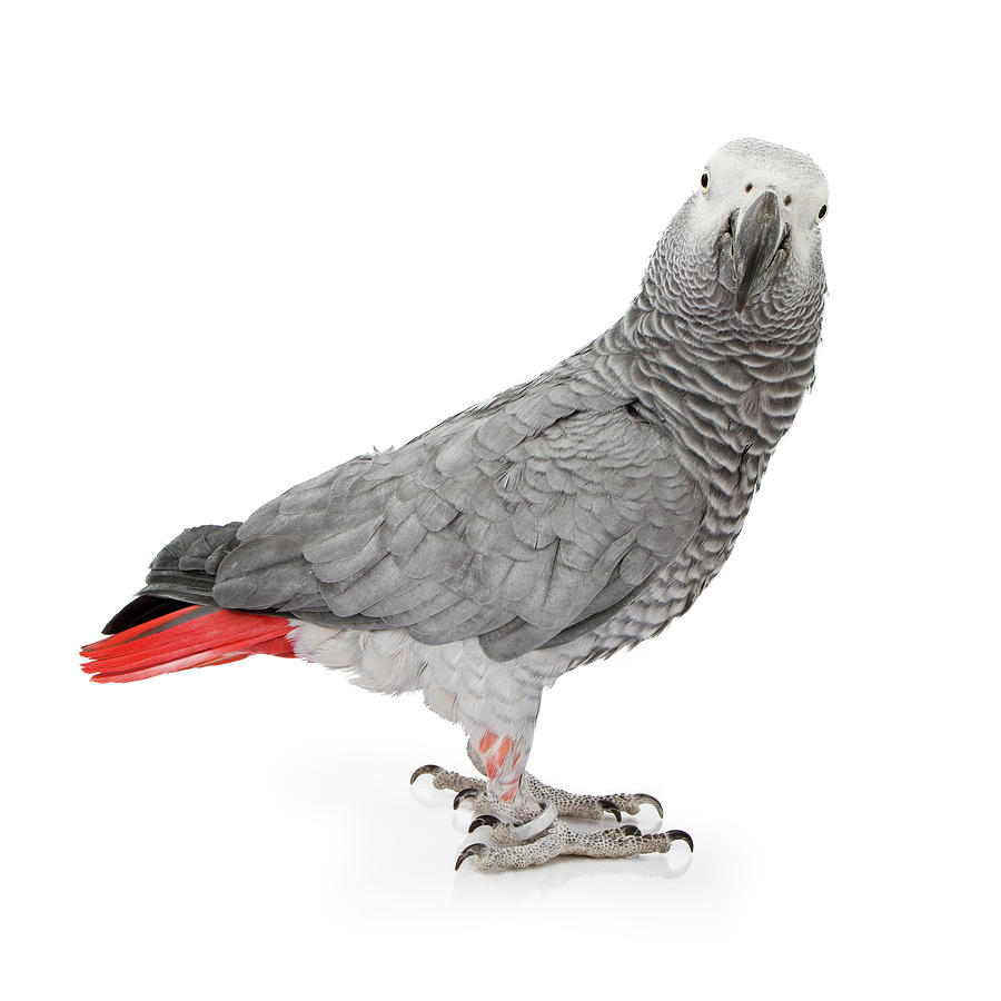 Parrot Photograph - African Grey Parrot Isolated on White by Good Focused