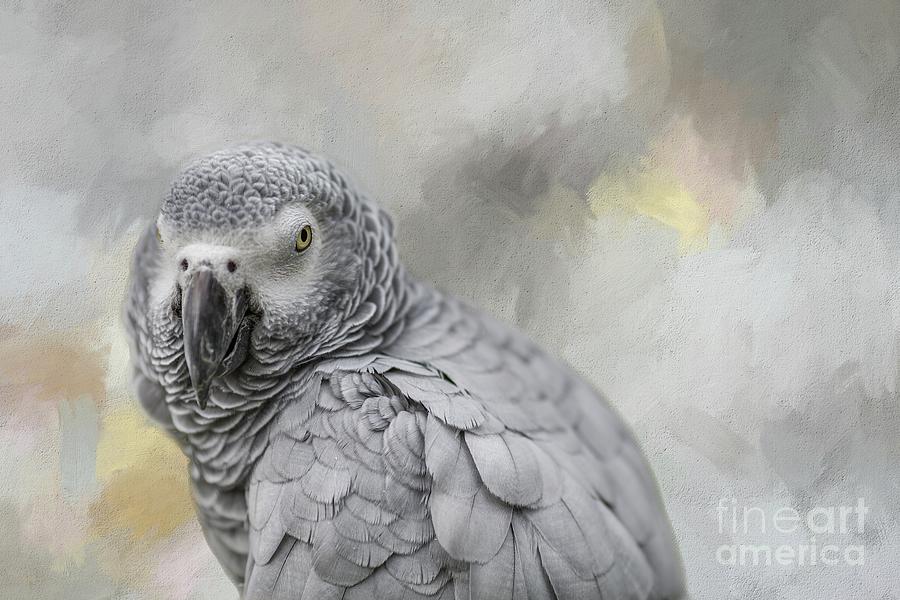 African Grey Parrot Portrait Photograph by Eva Lechner