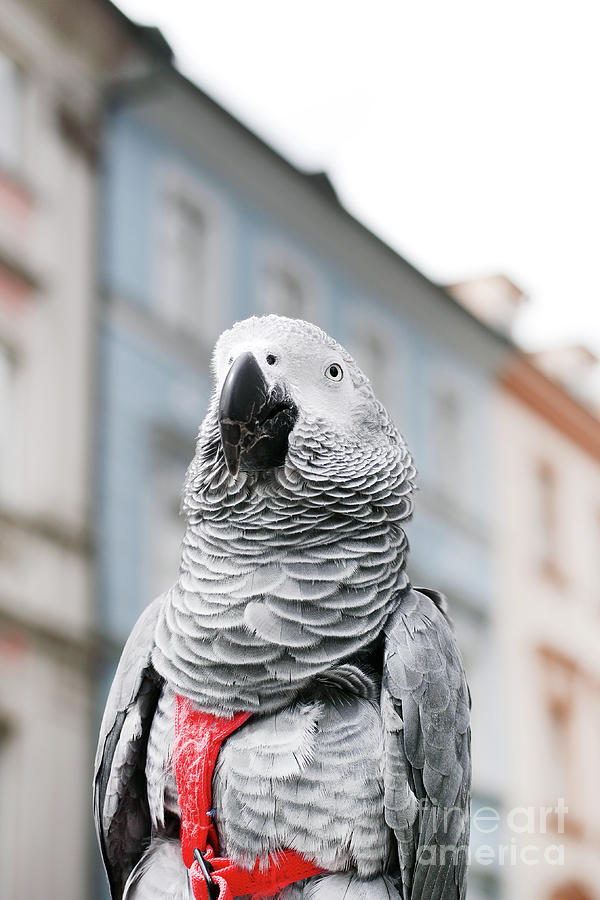 African Grey Parrot - Psihacus erithacus Photograph by Bridget Mejer