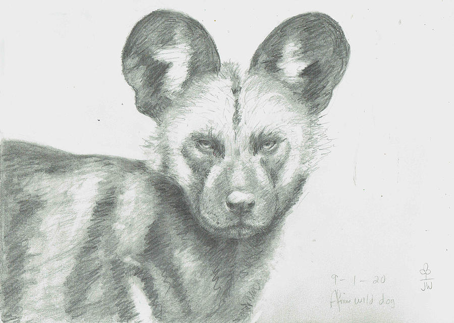 African hunting dog Drawing by June Walker
